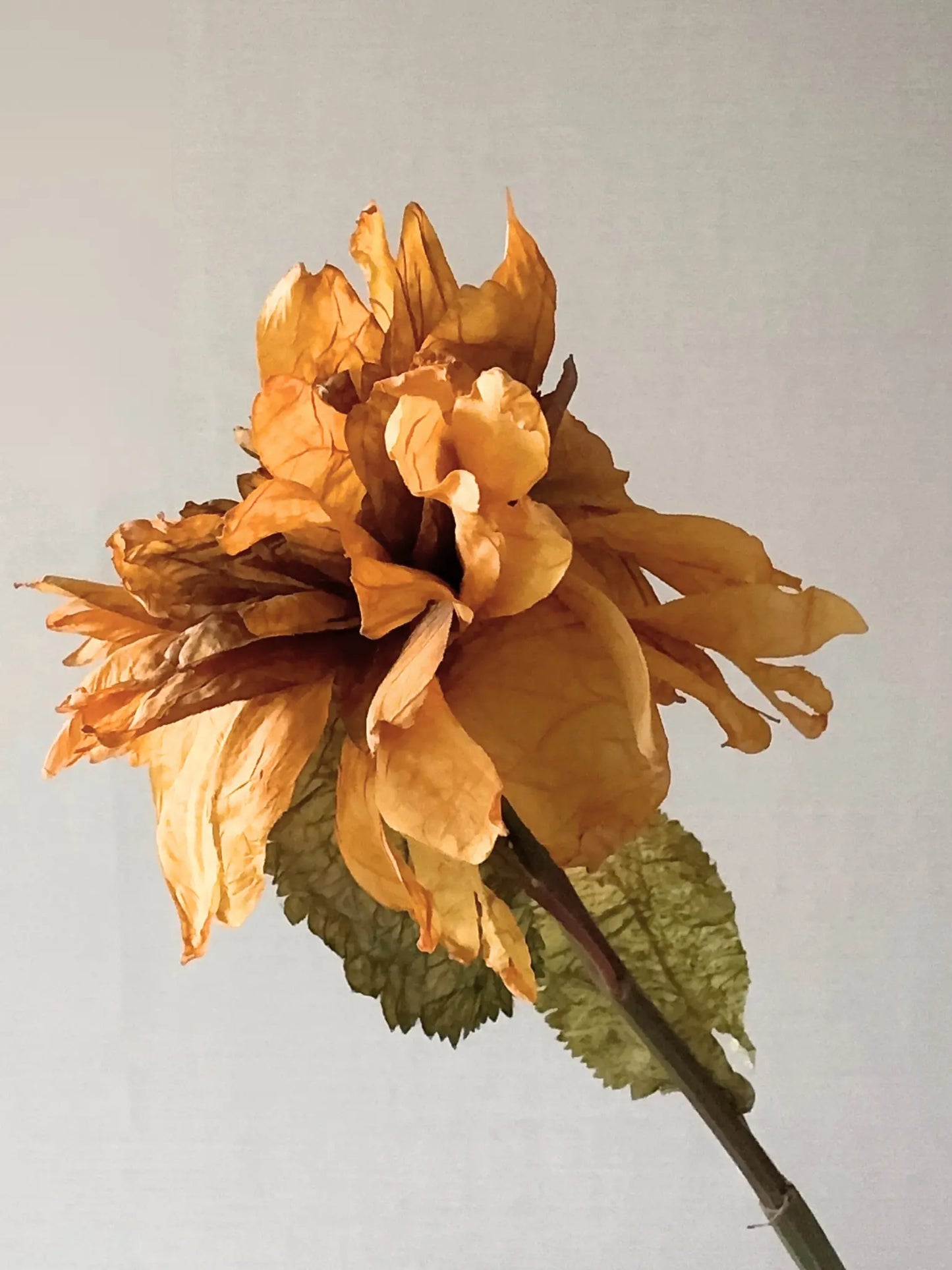 Kunstgroen Dahlia geel